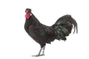 Roosters Prints: Picture No. 11771494