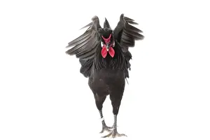 Roosters Prints: Picture No. 11771496