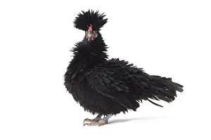 Bantam Prints: Picture No. 11771498