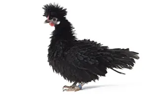 Bantam Prints: Picture No. 11771499