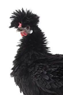 Bantam Prints: Picture No. 11771500