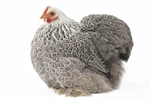 Pekin Prints: Picture No. 11771515
