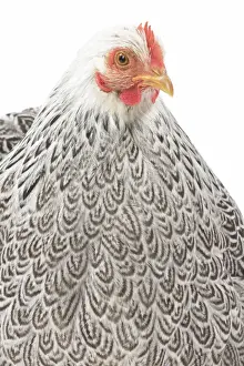Feathers Prints: Picture No. 11771516