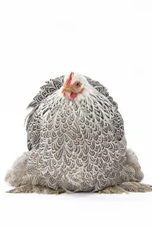 Pekin Prints: Picture No. 11771518