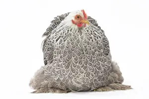 Pekin Prints: Picture No. 11771519
