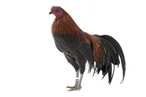 Picture No. 11771553
