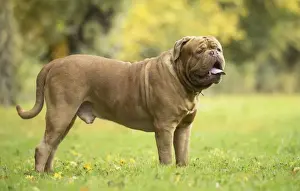 Mastiff Prints: Picture No. 11771587