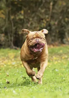 Mastiff Prints: Picture No. 11771590