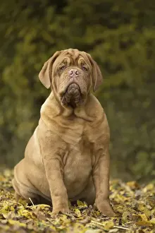 Mastiff Prints: Picture No. 11771605