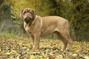 Mastiff Prints: Picture No. 11771606