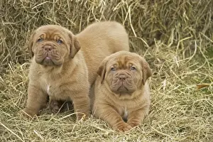 Mastiff Prints: Picture No. 11771631