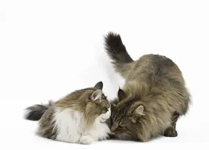 Sniffing Prints: Picture No. 11771675