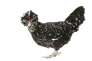 Picture No. 11771688