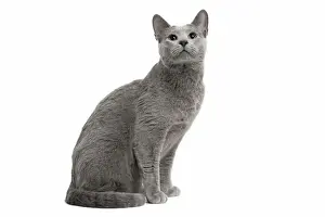 Picture No. 11771739