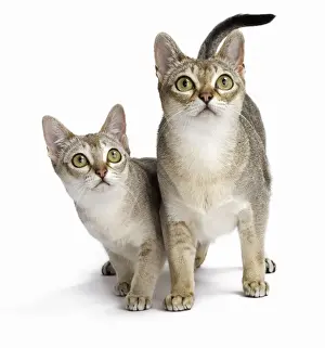 Singapura Prints: Picture No. 11771788