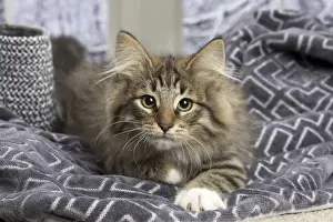 Norwegian Prints: Picture No. 11771883