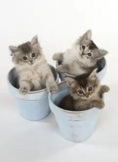 Pots Prints: Picture No. 11771944