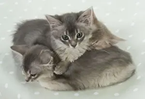Hugging Prints: Picture No. 11771959