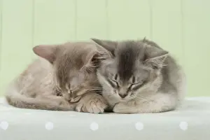 Sleep Prints: Picture No. 11771960