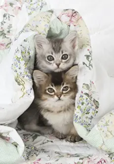 Hugging Prints: Picture No. 11772056