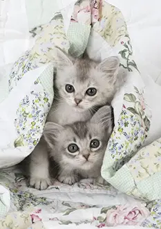 Hugging Prints: Picture No. 11772058