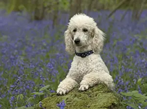 Labradoodles Prints: Picture No. 11772067