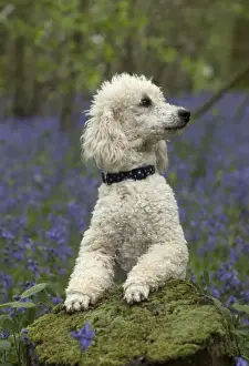 Labradoodles Prints: Picture No. 11772070