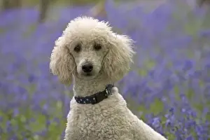 Labradoodles Prints: Picture No. 11772072