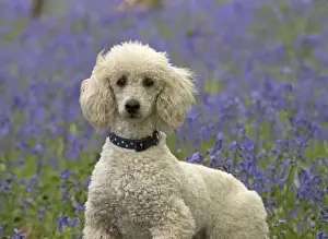 Labradoodles Prints: Picture No. 11772073