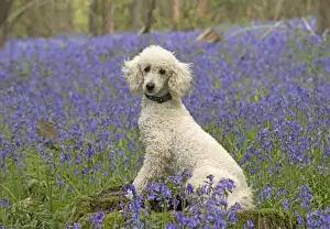 Labradoodles Prints: Picture No. 11772076