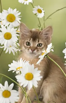 Daisies Prints: Picture No. 11772081