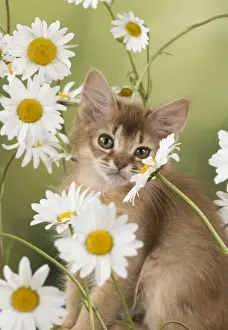 Daisies Prints: Picture No. 11772082