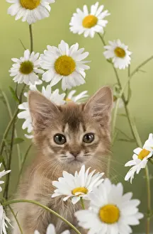 Daisies Prints: Picture No. 11772085