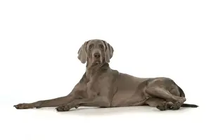 Weimaraners Prints: Picture No. 11772136