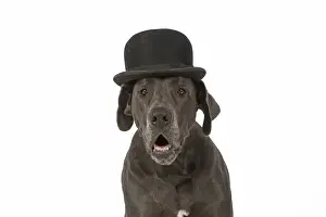 Bowler Prints: Picture No. 11772137