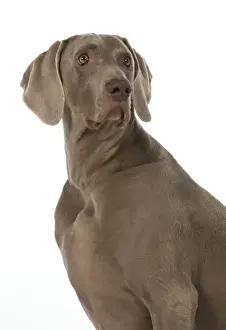Weimaraners Prints: Picture No. 11772138