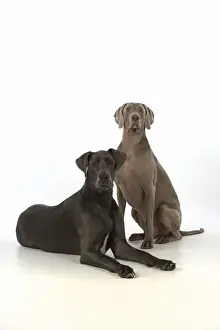 Weimaraners Prints: Picture No. 11772149