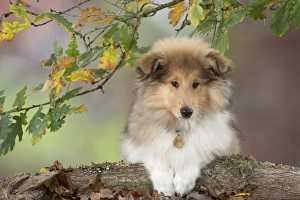 Autumnal Collection: Picture No. 11772198