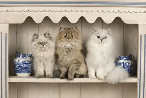 Shelf Prints: Picture No. 11772310