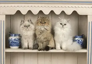 Shelf Prints: Picture No. 11772311