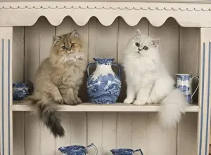 Shelf Prints: Picture No. 11772313