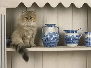 Shelf Prints: Picture No. 11772316