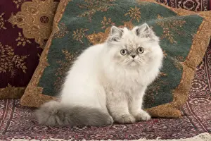 Picture No. 11772335
