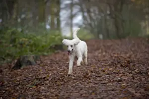 Picture No. 11772336
