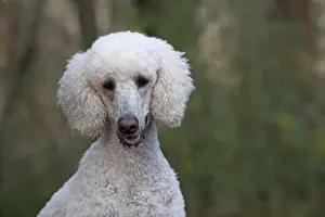 Goldendoodle Prints: Picture No. 11772341