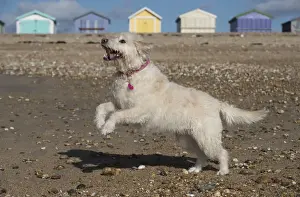 Labradoodles Prints: Picture No. 11772443