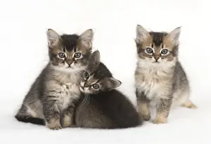 Snuggling Prints: Picture No. 11772478