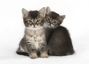 Tabbies Prints: Picture No. 11772480