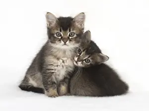 Picture No. 11772481