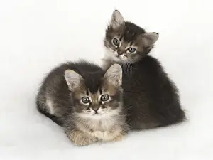Snuggling Prints: Picture No. 11772482